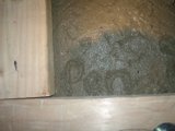 Arachnid Encounter