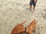 Man's Best Beach Buddies