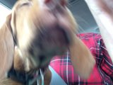 Red-Nosed Hound