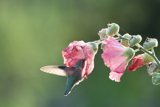 Harmony in Fort Mason: Hummingbird's Feast