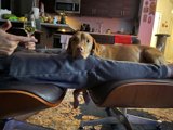 A Dog's Best Friend
