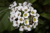 Beauty in Bloom
