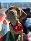 Fashionable Hound