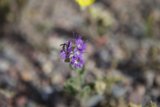Desert Bloom