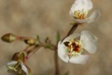 Delicate white flower with vibrant red stamens