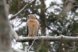 Red-Shouldered Hawk Perched in Winter Forest
