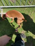 Man's Best Friend at Golden Gate Park
