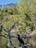 Cormorant Perched on Tree Branch in Stow Lake