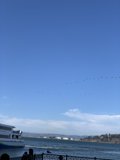 Birds and Boats at the Waterfront