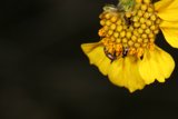 Busy Bees and Wasps on a Yellow Daisy