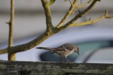 Feathered Visitor at Fort Mason