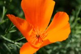 Vibrant Orange Pollen