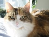 Serene Feline