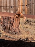 Tranquil Moments on a Tree Stump