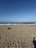 Morning Stroll by the Sea