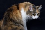 The Calico Cutie