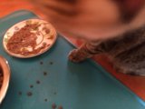 Hungry feline