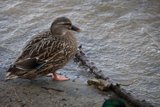 Solitary Teal, Lake Merced's Pride