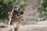 The Graceful Giraffe