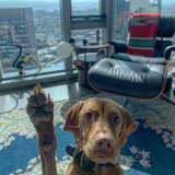 City Views and Canine Companionship
