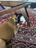 Furry Friends at Home