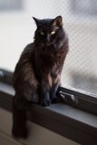 The Watchful Black Cat