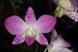 Spotted Purple Orchid
