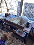 Furry Friends on the Coffee Table