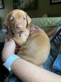 Puppy Love