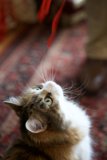 Curious Cat and the Christmas Ribbon