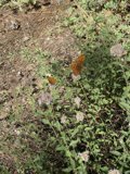 Fluttering Amongst the Herbs