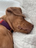 Snoozing Vizsla