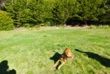 Running Free