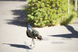 Majestic Struttin' at the SF Zoo