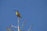 Serene Moments: Hummingbird at Rest