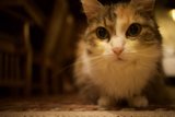 Feline Focus