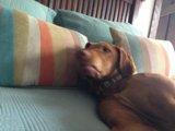 Cozy Companion