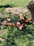 Playtime at Alice's Dog Park