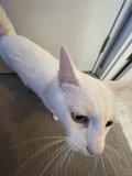 Majestic Adult Cat on a Carpeted Floor