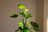Verdant Beauty