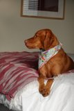 A Cozy Canine Resting on Bedding