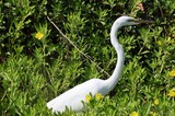 Great Egret Hunting in Lush Wetland Vegetation