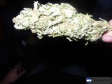 Herbal Bride