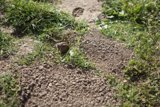 Digging In