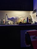 Feline Intruder on Kitchen Counter
