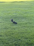 Midday Meadow Mystery
