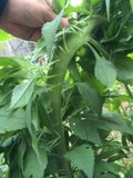 Holding Nature's Bounty