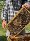 Beekeeping in Carmel
