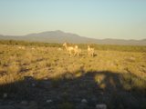Grazing in the Savanna