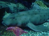 Resting Shark in the Aquarium